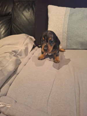 Les chiots de Teckel poil ras