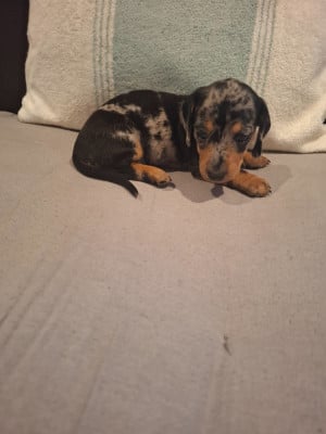 Les chiots de Teckel poil ras