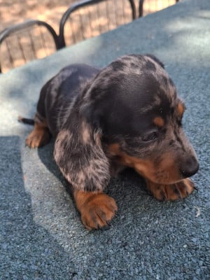 Les chiots de Teckel poil ras
