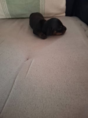 Les chiots de Teckel poil ras