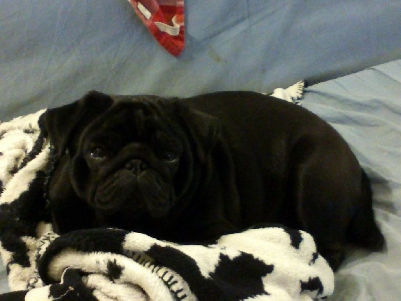 Publication : De La Légende D'Alezya Auteur : la légende d'alezya