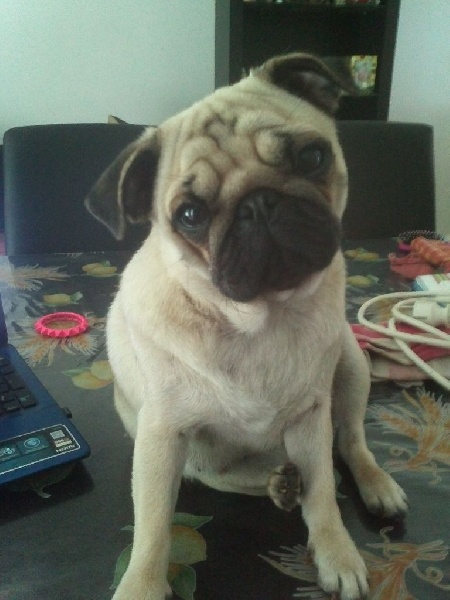 Publication : De La Légende D'Alezya Auteur : de la legende d'alezya