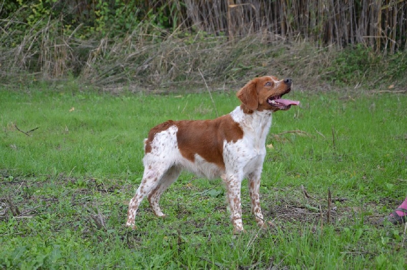Publication : des plaines de septimanie Auteur : ROQUES-DES PLAINES DE SEPTIMANIE
