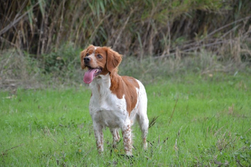 Publication : des plaines de septimanie Auteur : ROQUES-DES PLAINES DE SEPTIMANIE