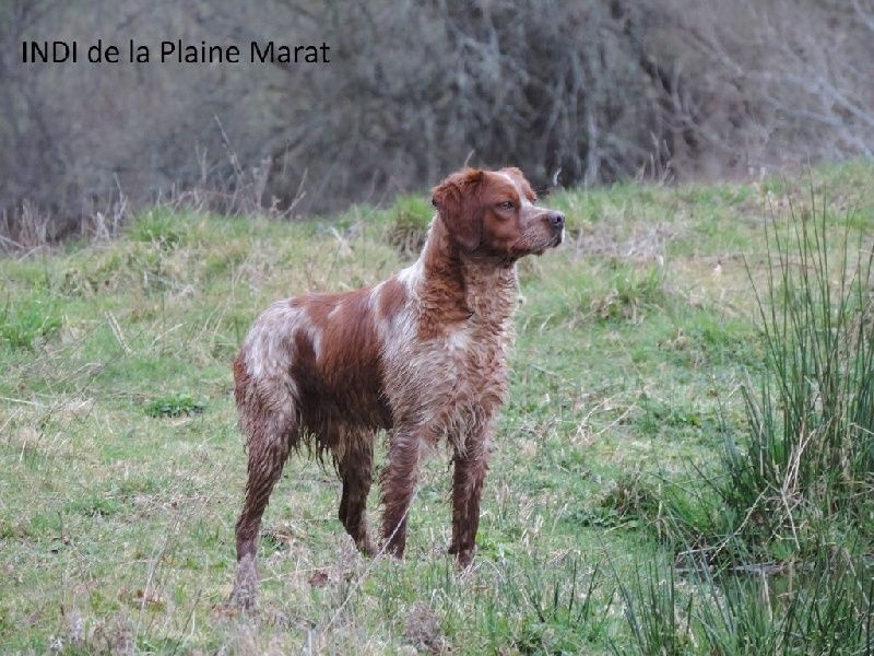 Publication : des plaines de septimanie Auteur : ROQUES-des Plaines de Septimanie