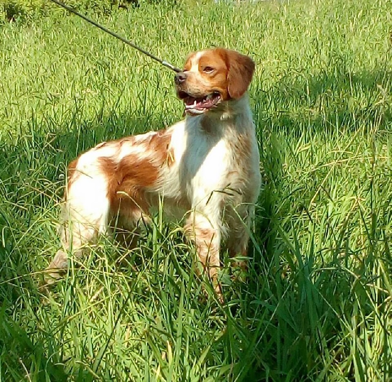 CH. Lex des plaines de septimanie - 1er ECCELLENTE - CAC - CACIB - BOB (MEILLEUR DE RACE)