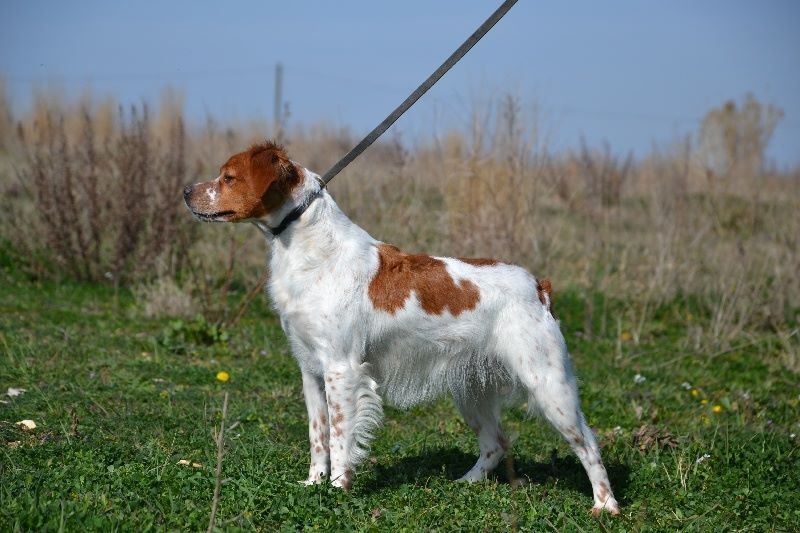 Gloria des plaines de septimanie - 2ème EXCELLENT COFBO