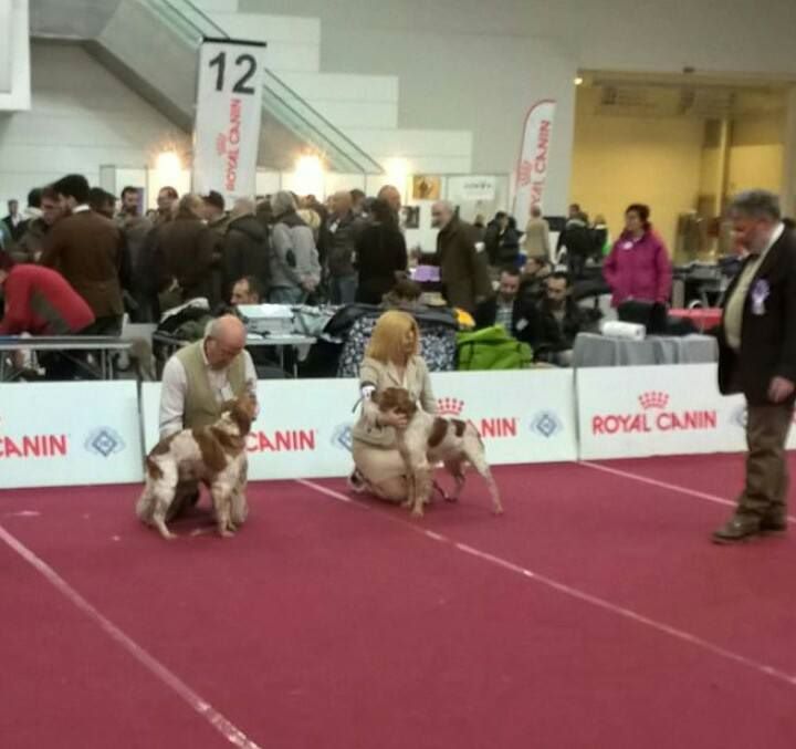 CH. Lex des plaines de septimanie - 2ème ECC CLASSE LAVORO - RIS.CAC