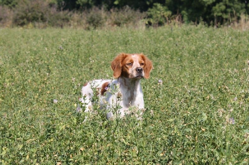 TR. Belote des plaines de septimanie - 1er EXCELLENT CTFBO