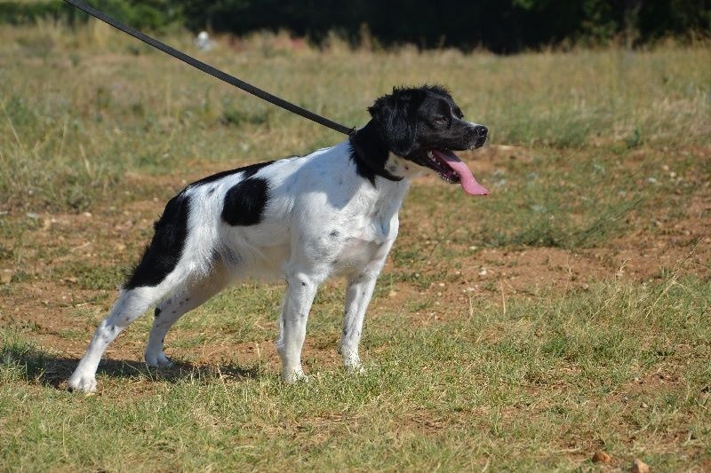 Iona des plaines de septimanie - 1er EXCELLENT CTFAC - CACS