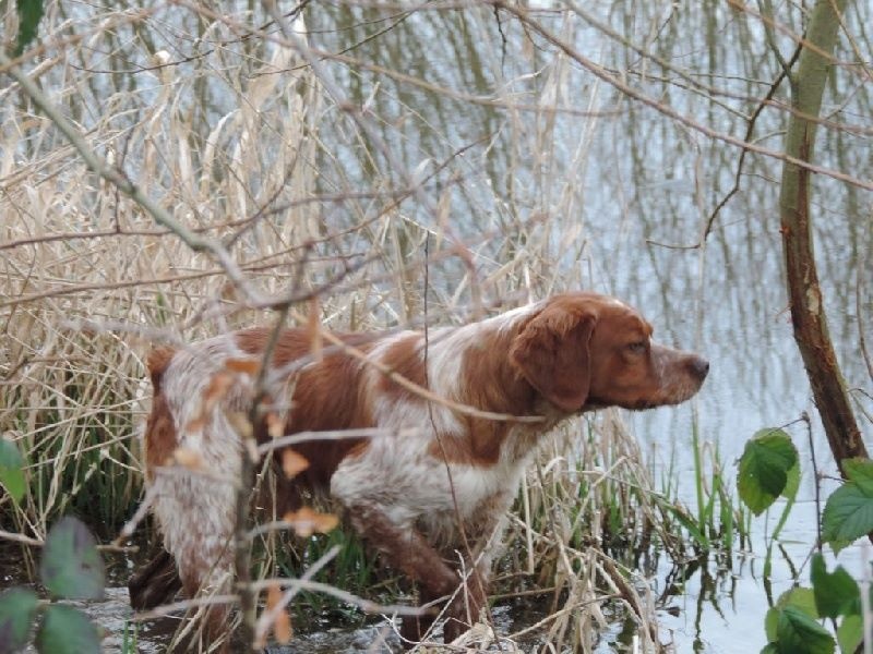 Indi De la plaine marat - 1er EXCELLENT - MEILLEUR JEUNE