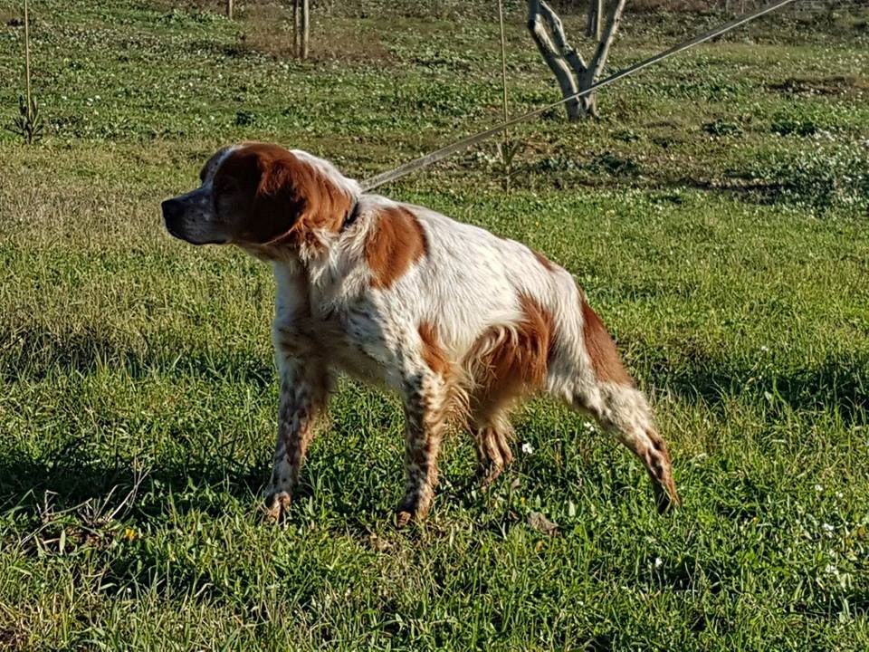TR. CH. Clip De saint thurial - 2ème TRES BON