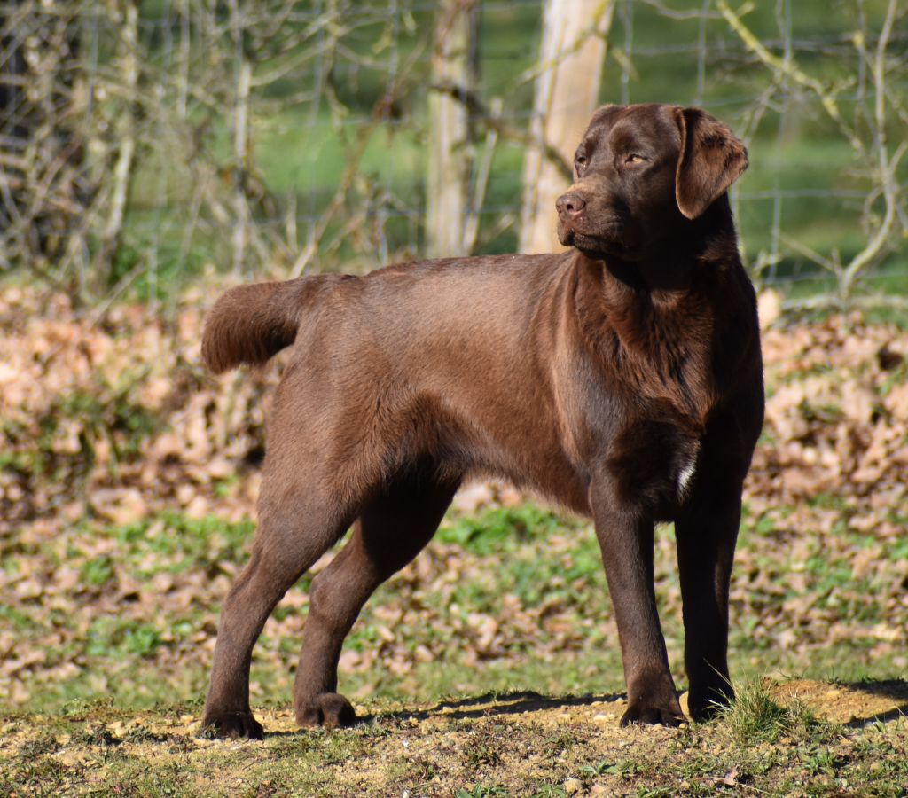 Publication : Du Moulin Sault