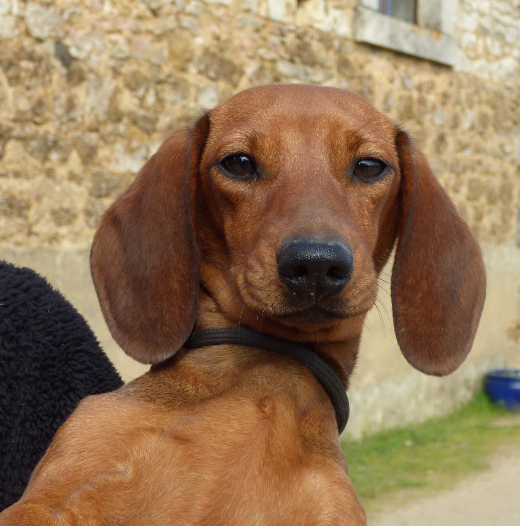 Publication : Du Moulin Sault