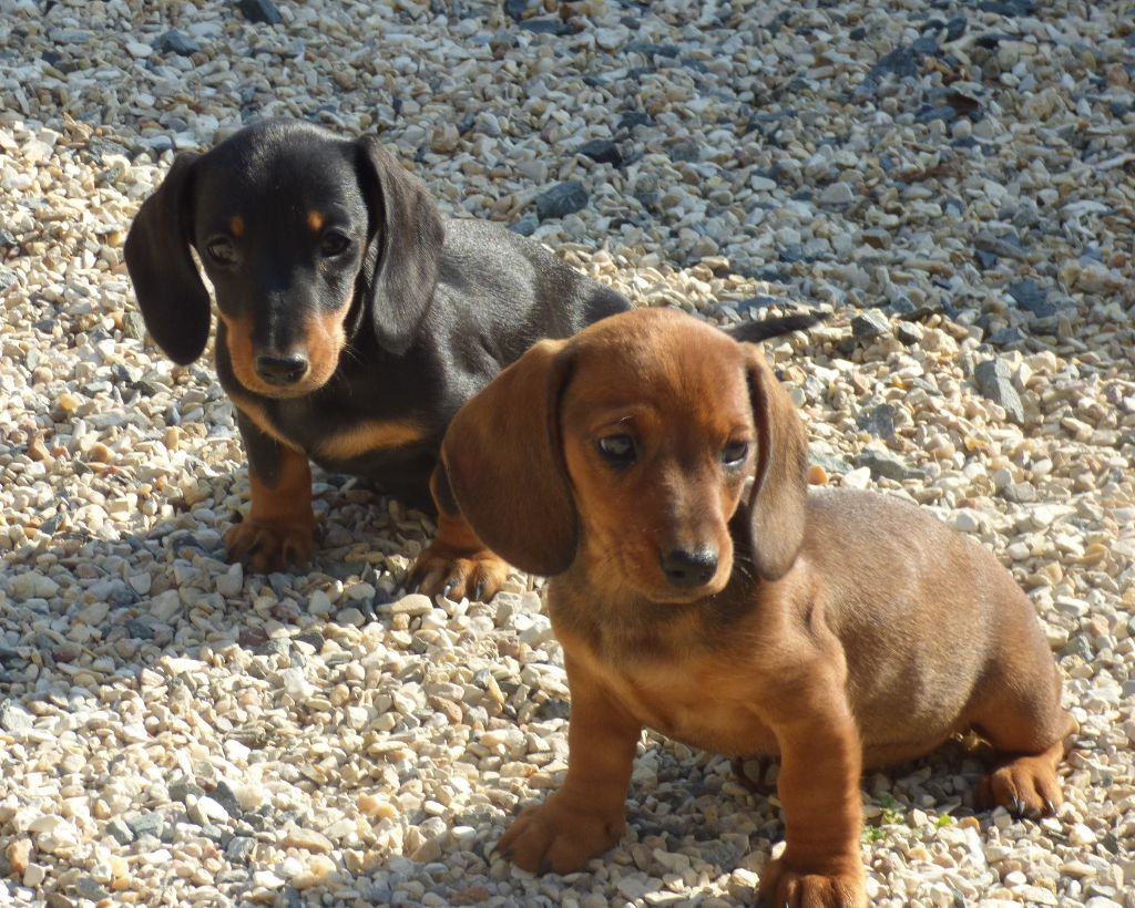 Publication : Du Moulin Sault