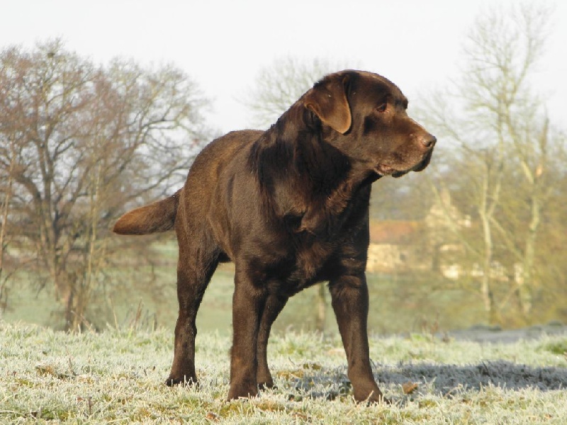 Publication : du Castel du Tremblay