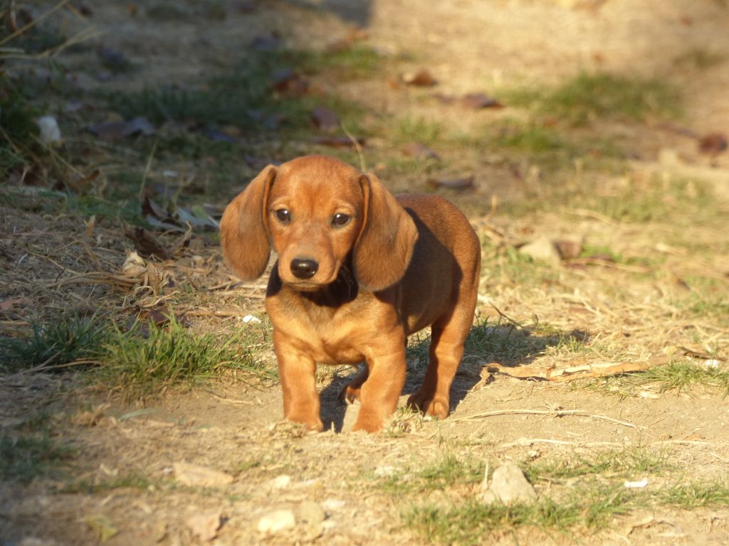 Publication : Du Moulin Sault