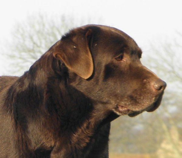 Publication : du Castel du Tremblay