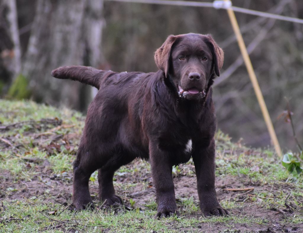 Publication : Du Moulin Sault