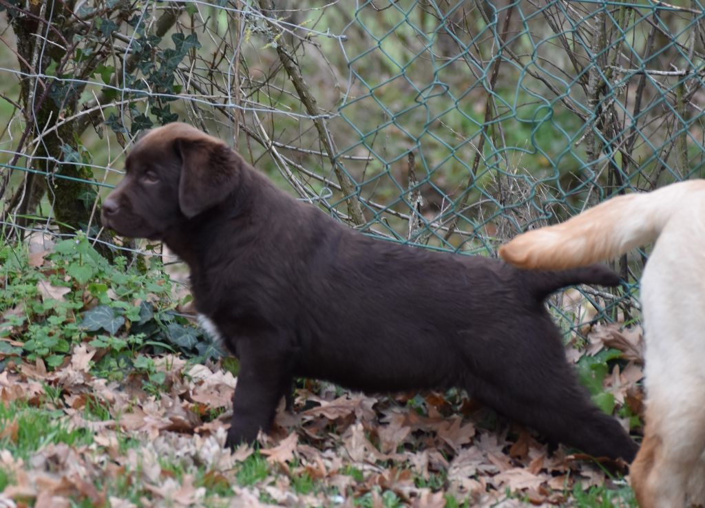 Publication : Du Moulin Sault