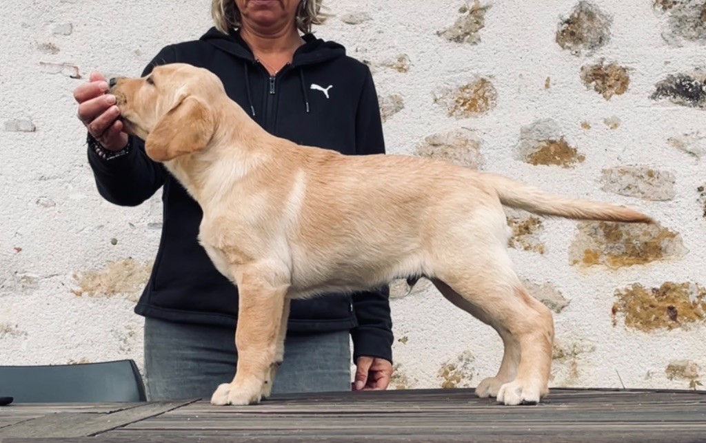 Publication : Du Moulin Sault