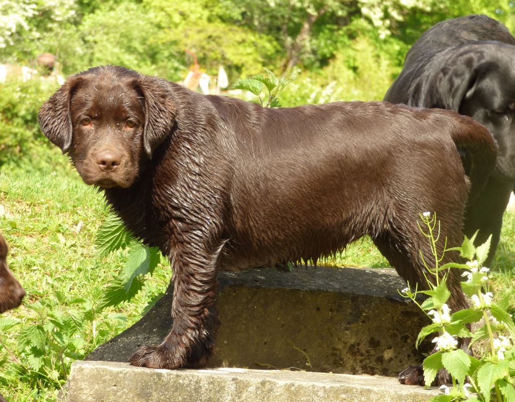 Publication : Du Moulin Sault