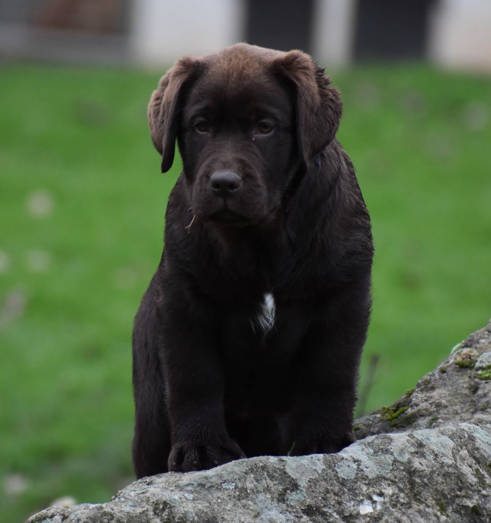 Publication : Du Moulin Sault