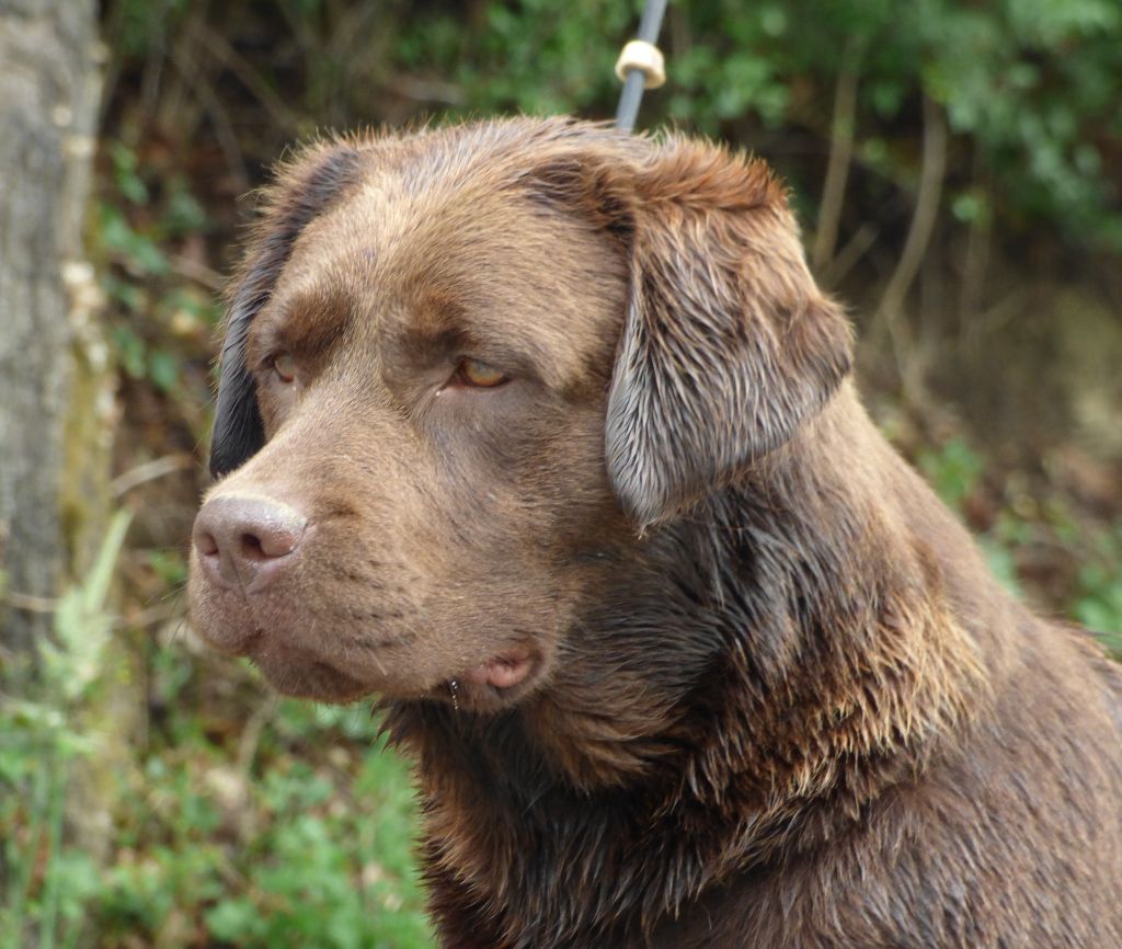 Publication : Du Moulin Sault