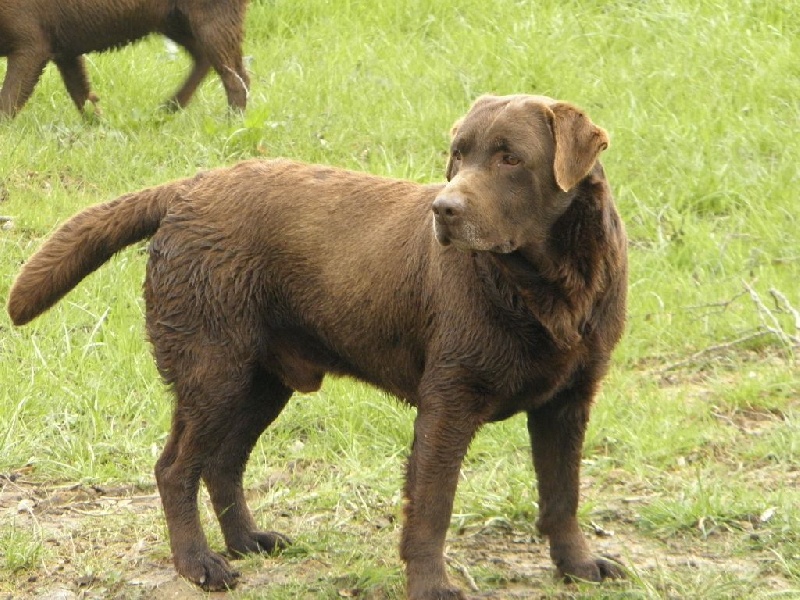 Publication : du Castel du Tremblay