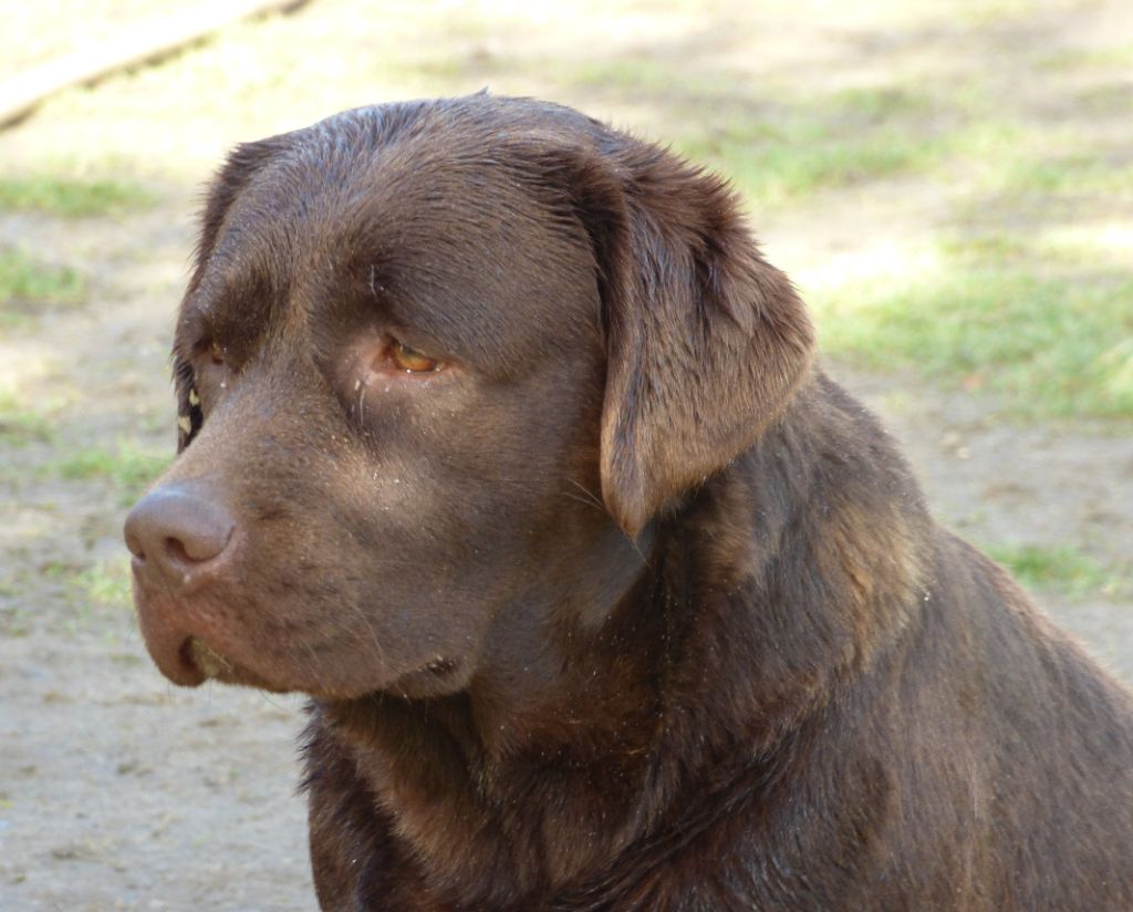 Publication : Du Moulin Sault