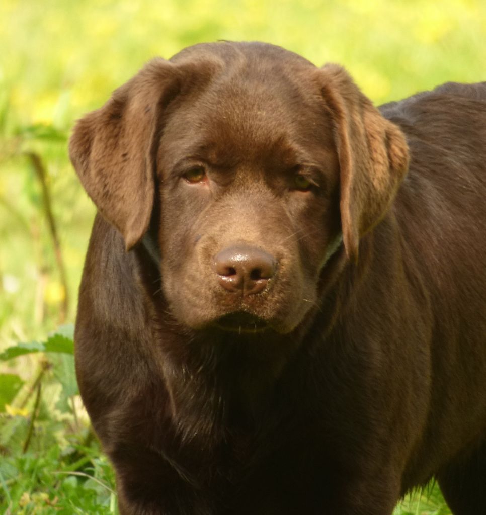 Publication : Du Moulin Sault