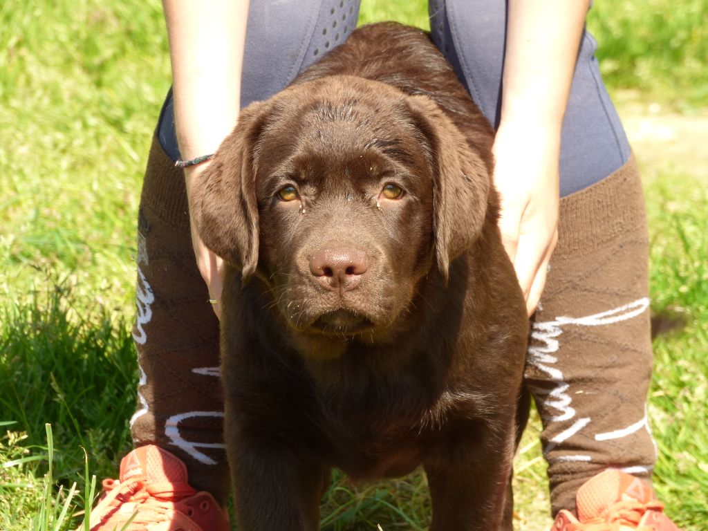 Publication : Du Moulin Sault