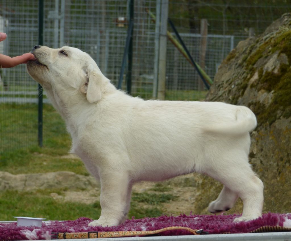 Publication : Du Moulin Sault