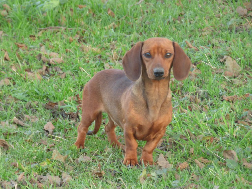 Publication : Du Moulin Sault