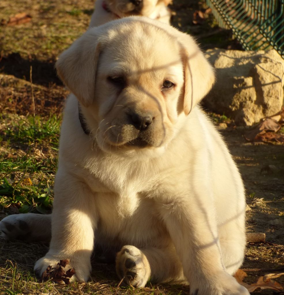 Collier Noir - Labrador Retriever