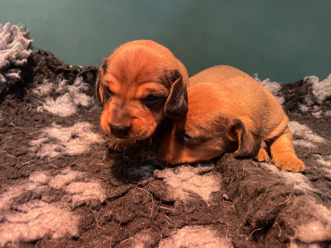 Femelle teckel nain poil ras fauve