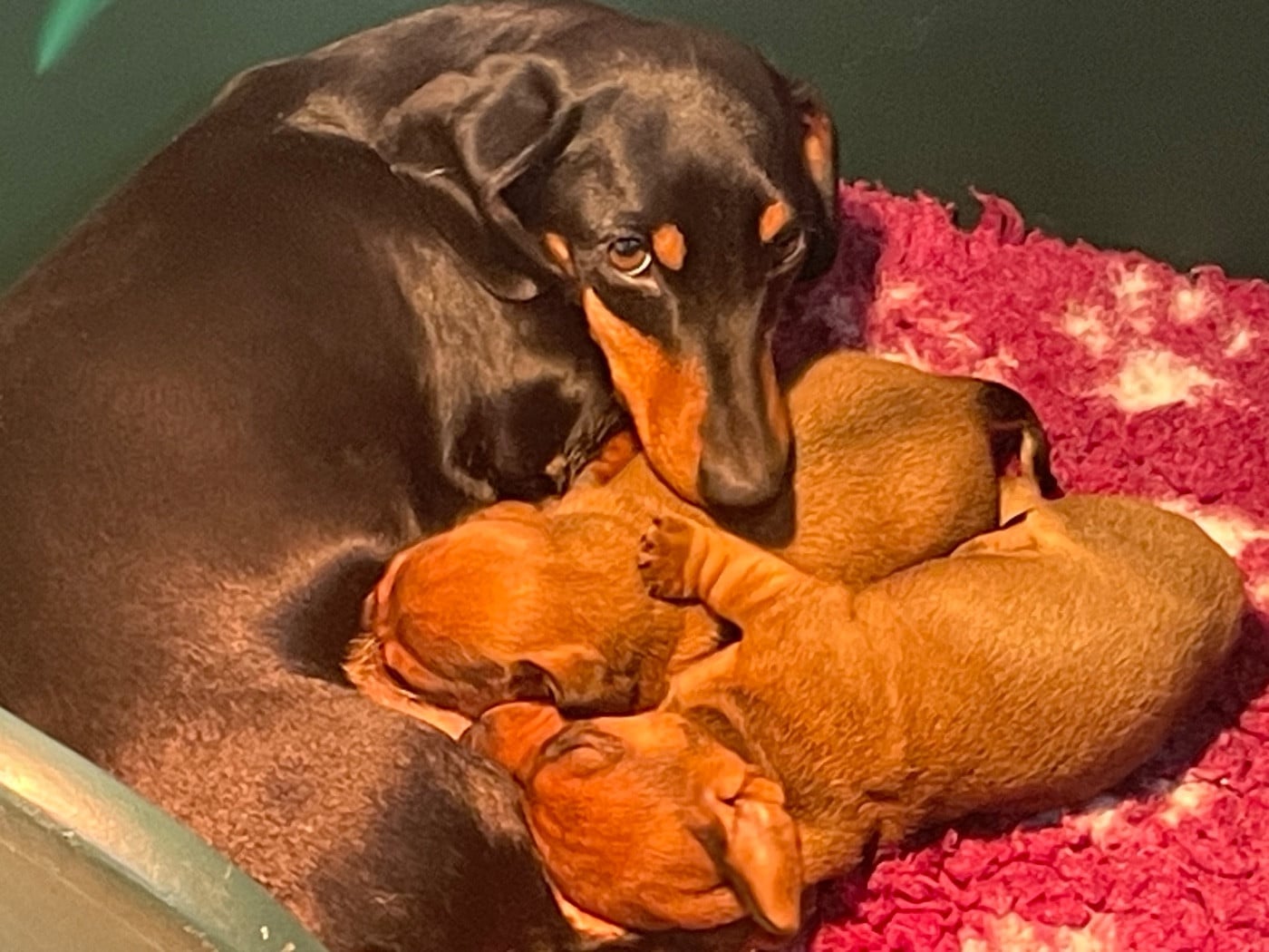 Femelle teckel nain poil ras fauve