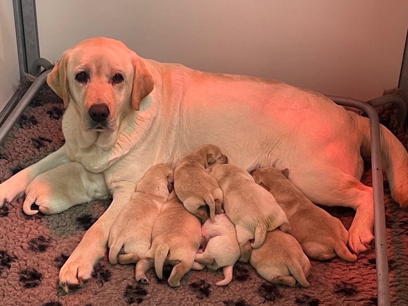 Labrador Retriever - Du Moulin Sault