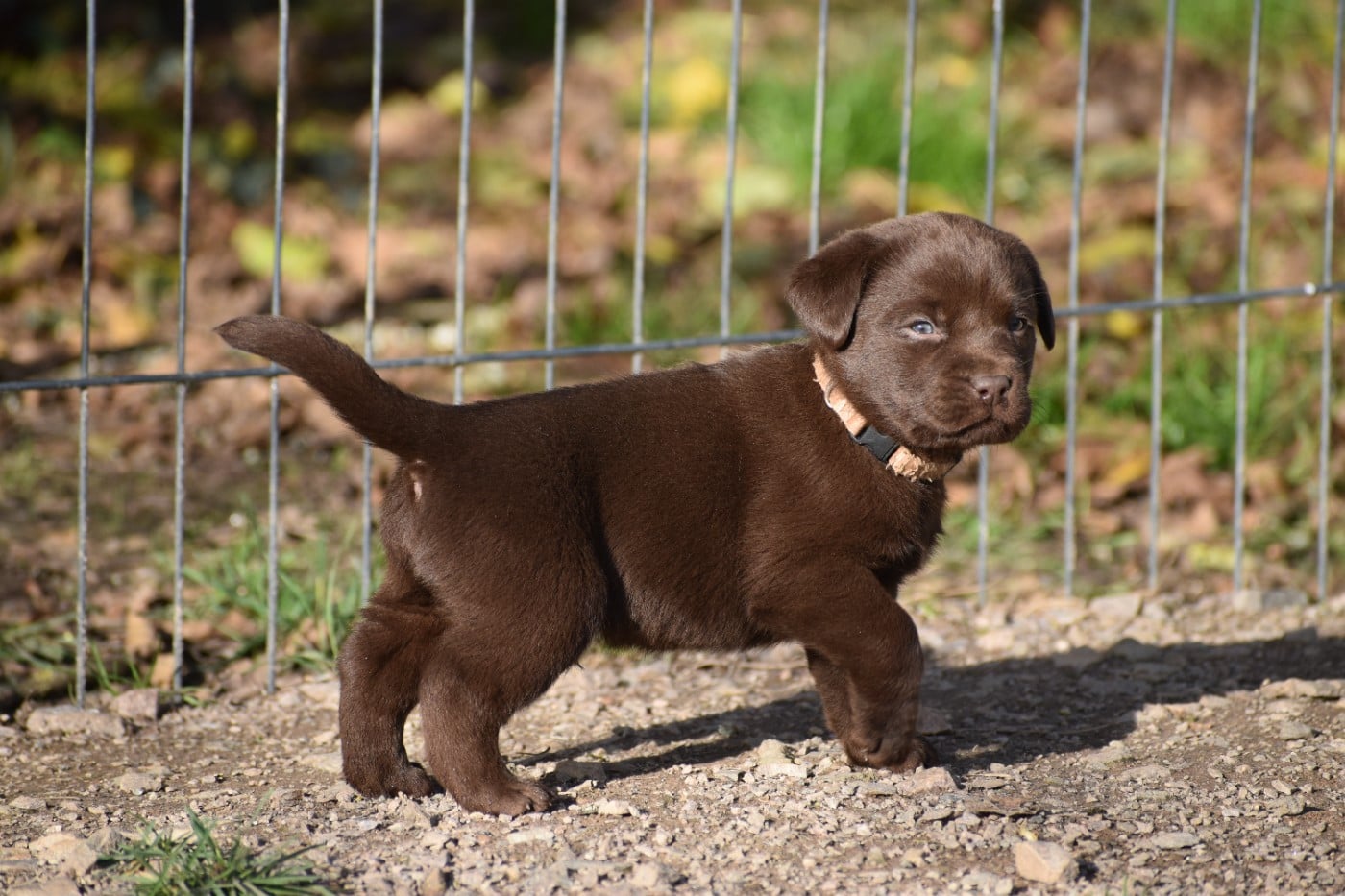 Labrador Retriever - Du Moulin Sault