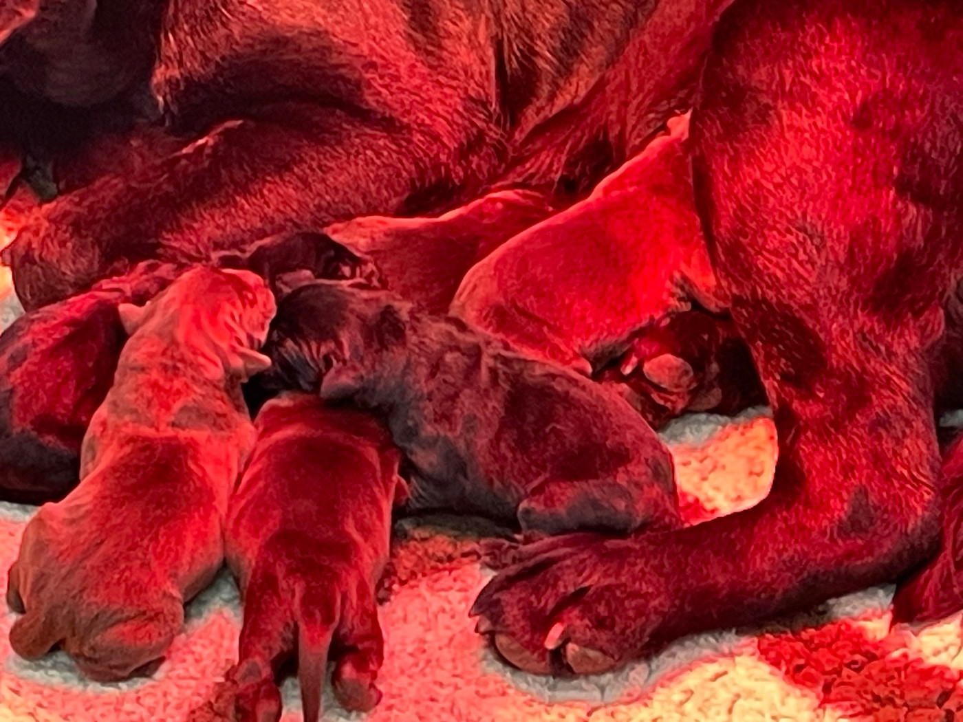 Femelle chocolat - Labrador Retriever