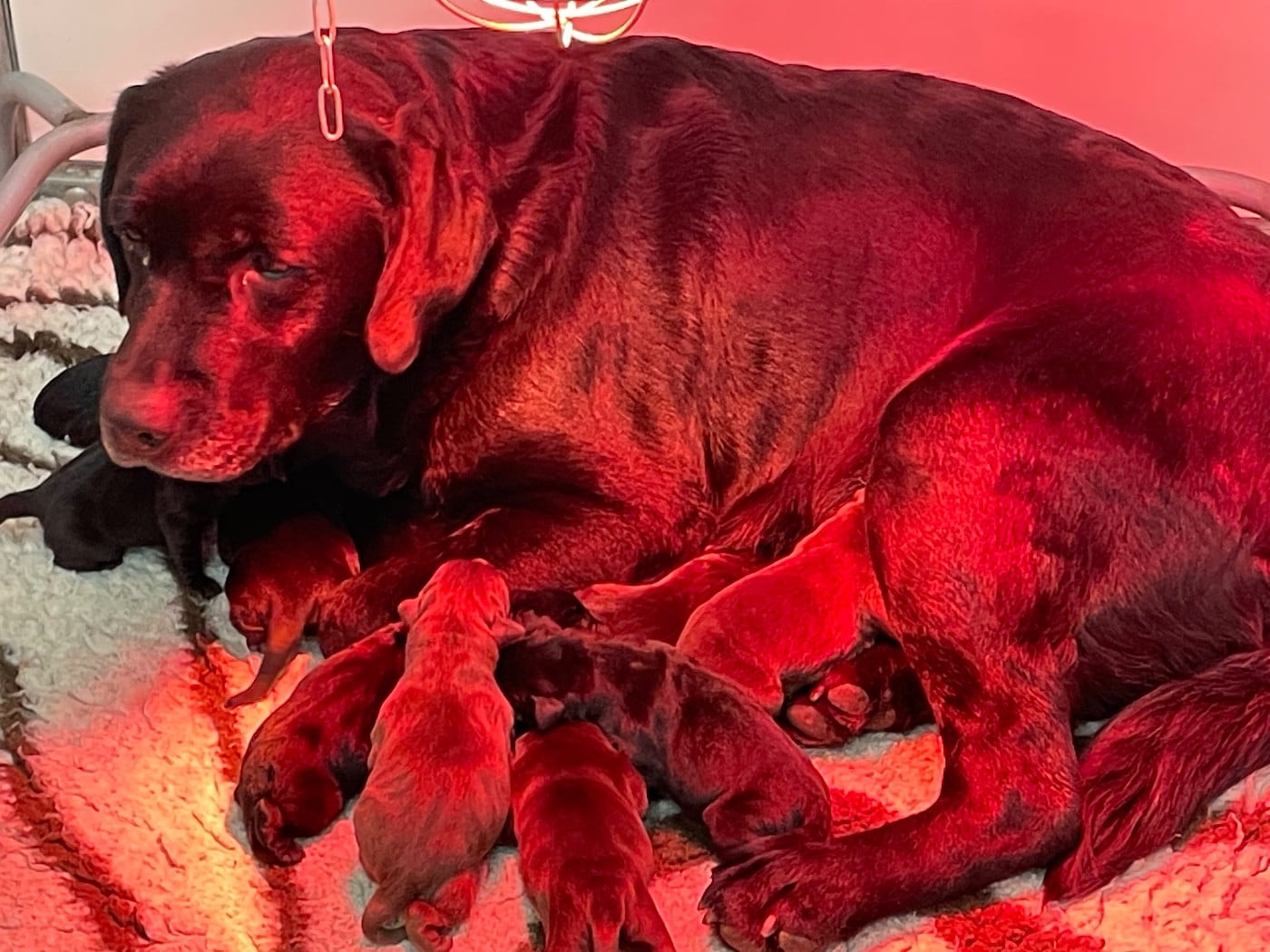 Femelle Noire - Labrador Retriever