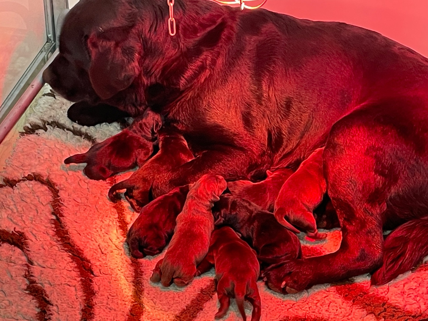 Femelle Noire - Labrador Retriever