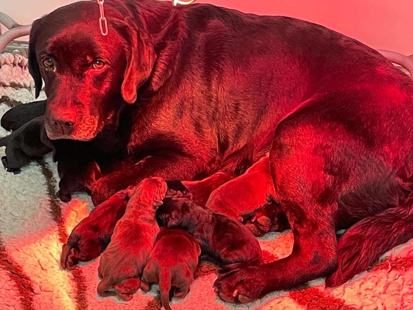 Mâle Chocolat - Labrador Retriever