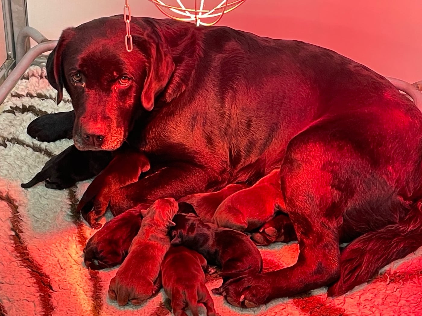 Mâle Noir - Labrador Retriever