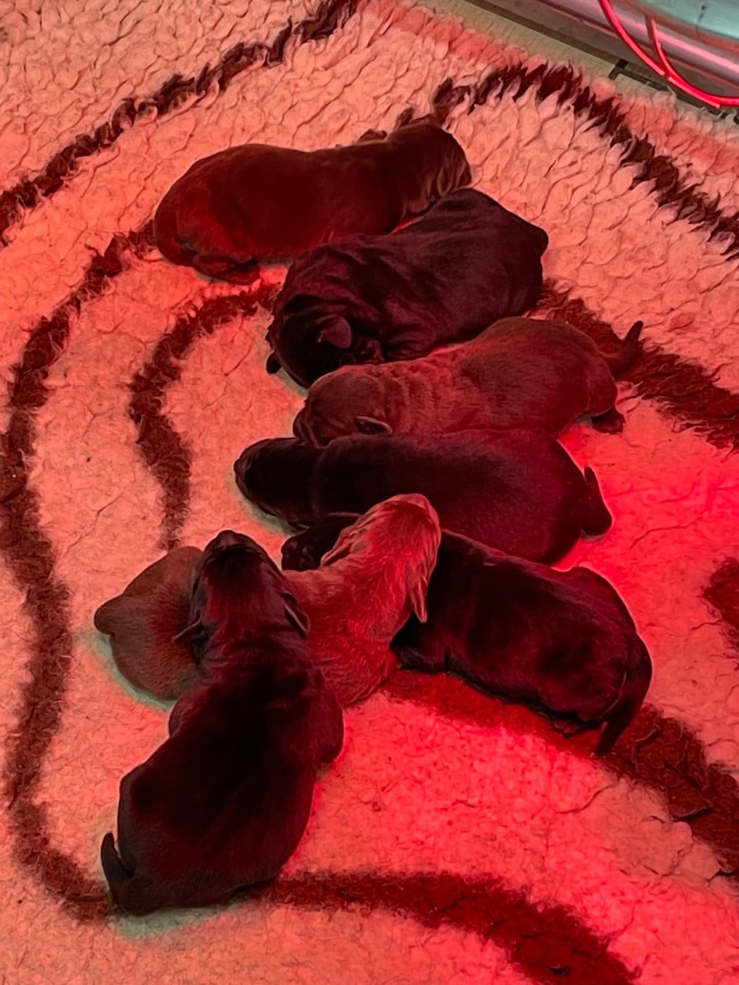 Mâle Noir - Labrador Retriever