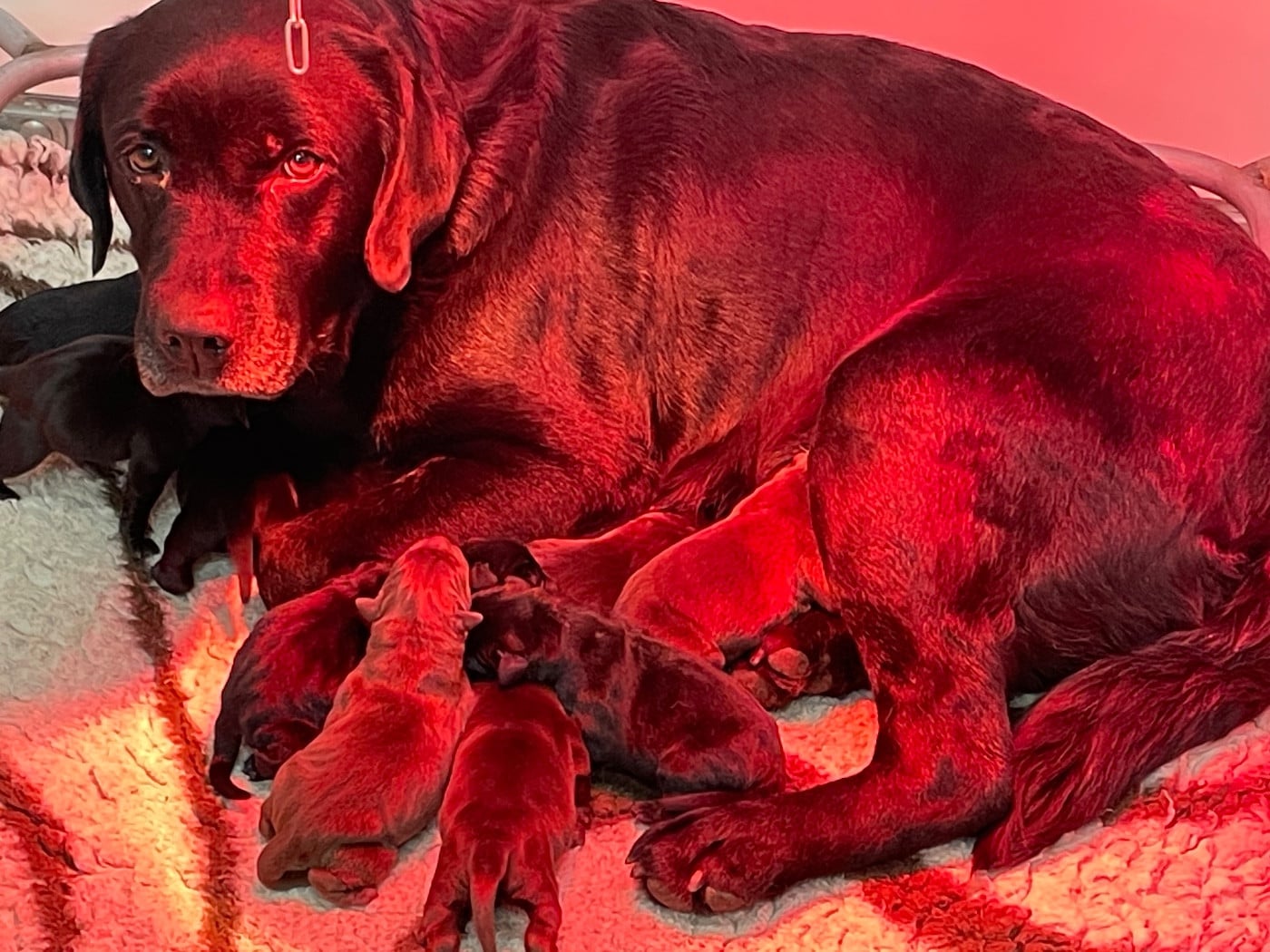 Labrador Retriever - Du Moulin Sault