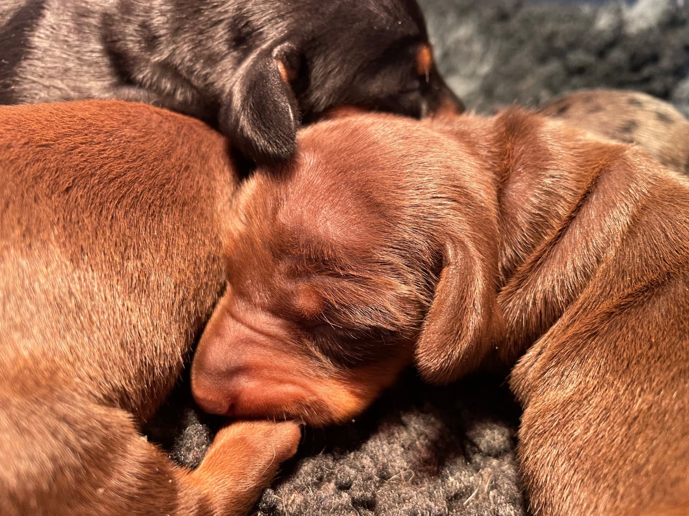 Teckel poil ras - Du Moulin Sault