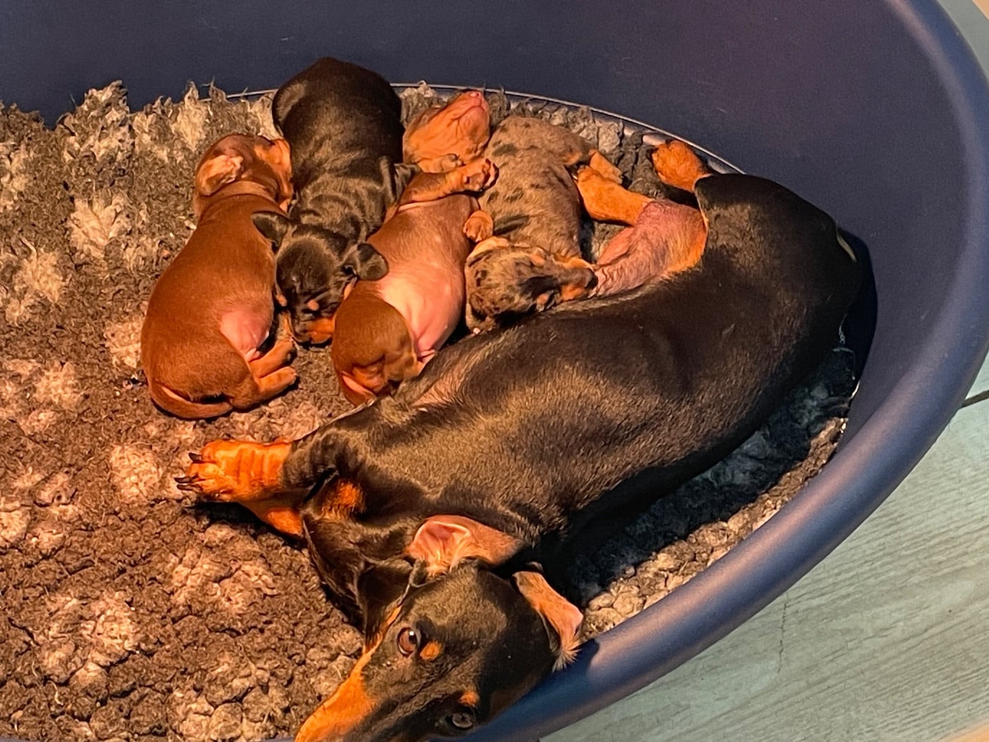 Teckel poil ras - Du Moulin Sault