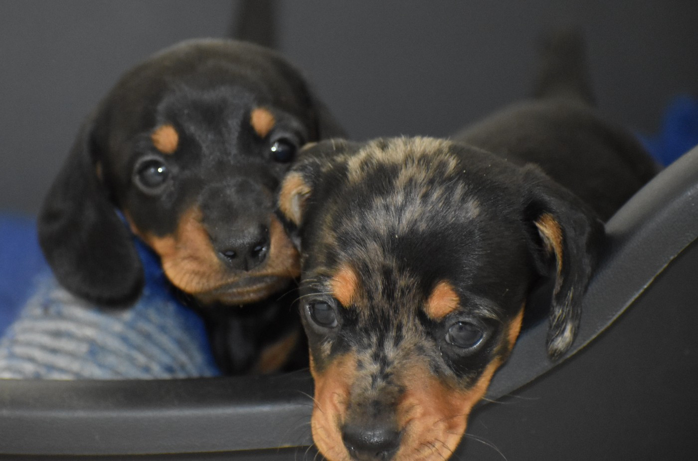 Naine Arlequine bleue
