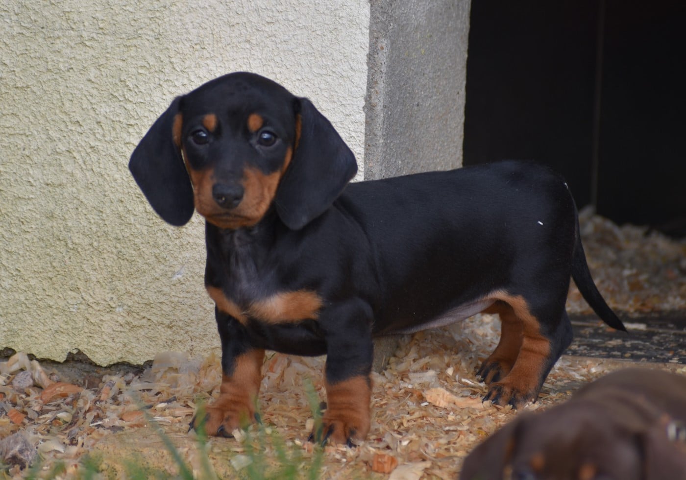 Femelle Noire et feu